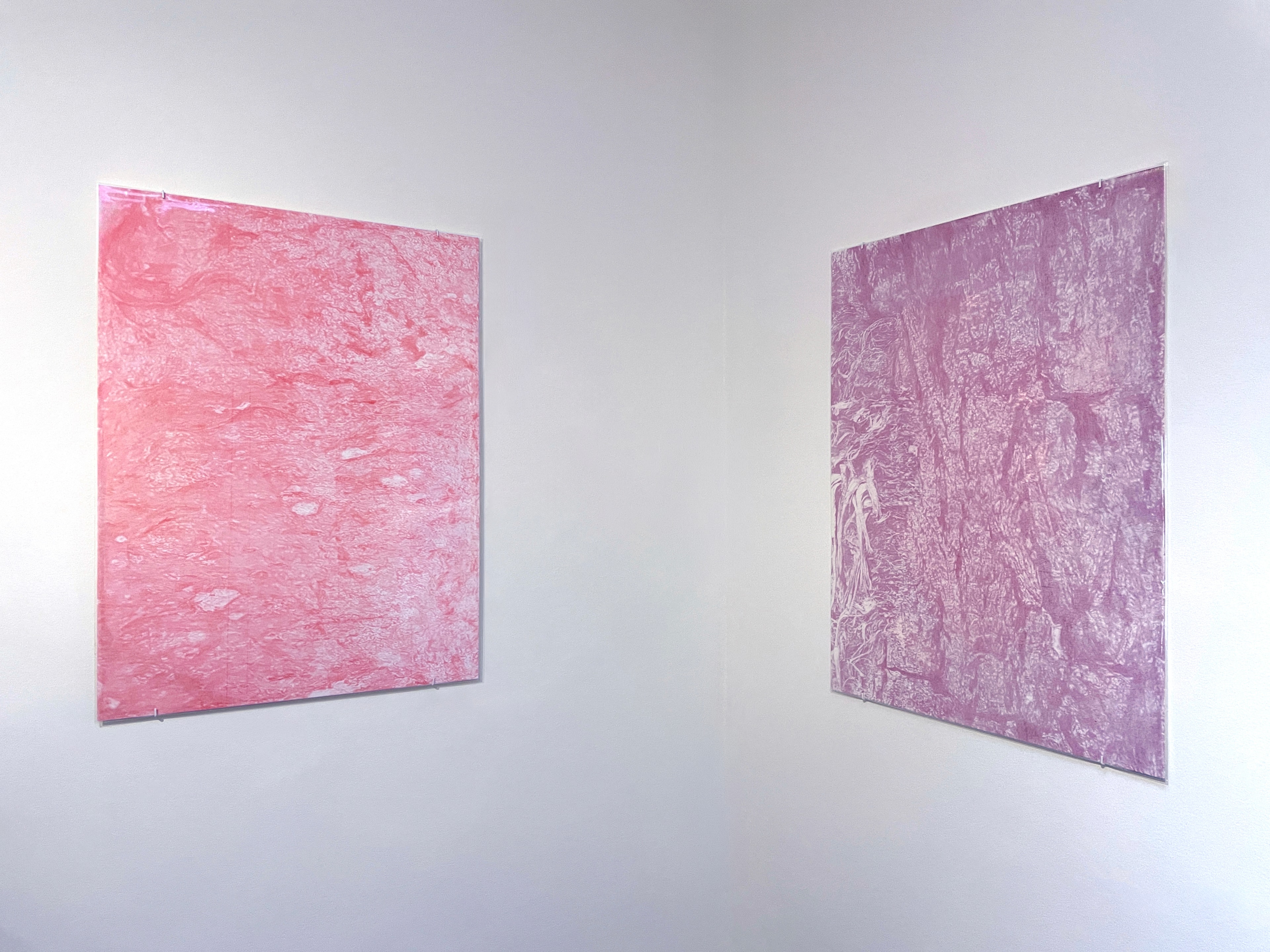 Mountain Ash and Yucca Palm installation documentation, two large transfer drawings in pale geranium lake and magenta on gallery walls, 2022